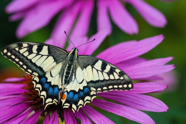 entopia