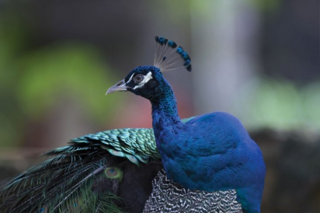 penang_bird_park