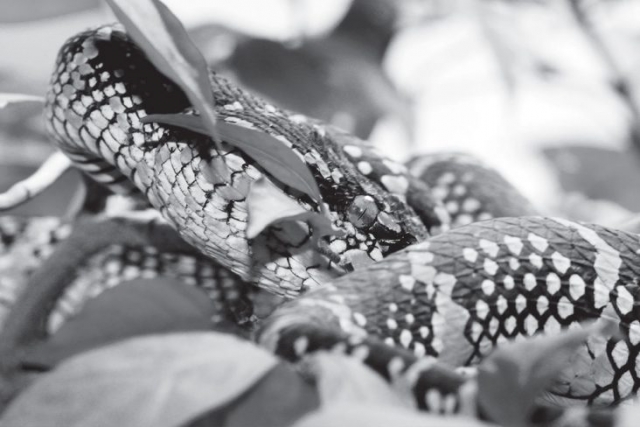 penang_snake_temple