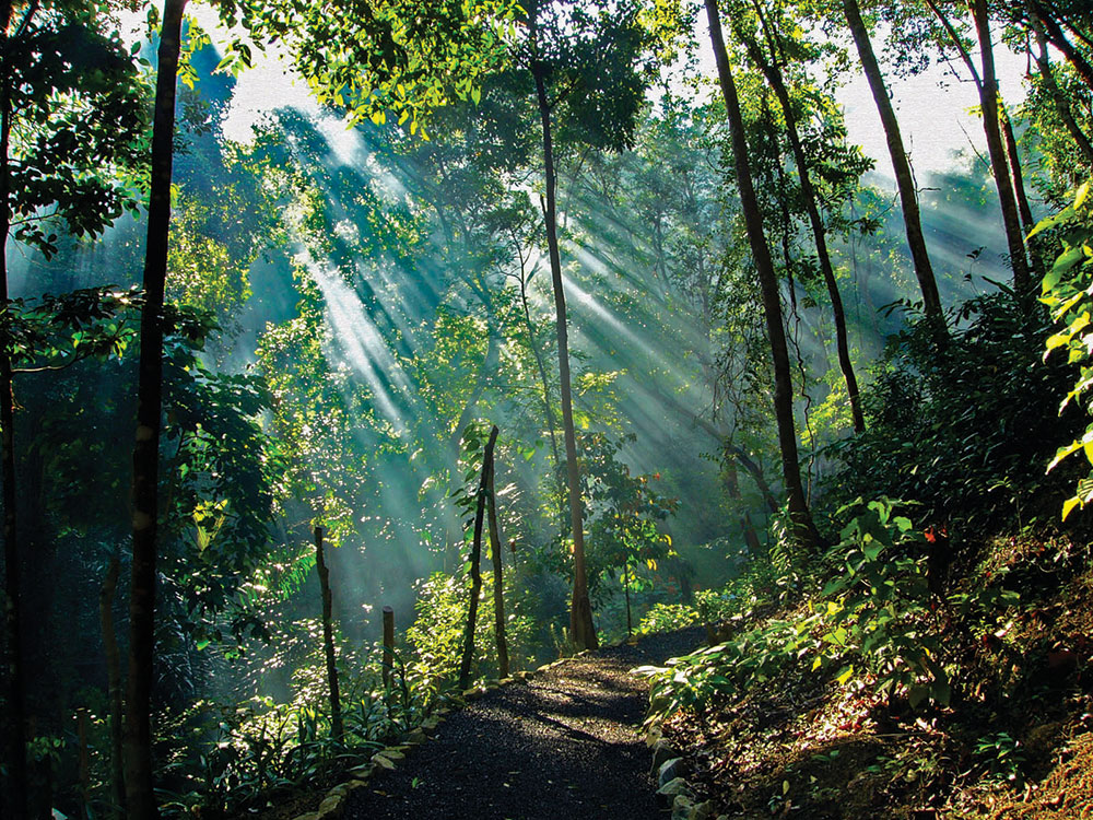 tropical_spice_garden_1